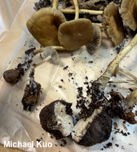 Agrocybe arvalis