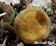 Agrocybe arvalis
