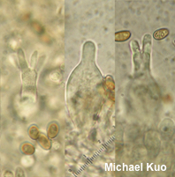 Agrocybe arvalis