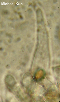 Agrocybe arvalis
