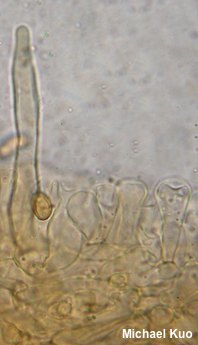 Agrocybe arvalis
