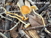 Agrocybe vervacti