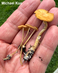 Agrocybe vervacti