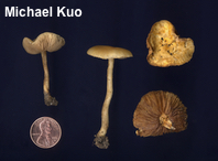 Agrocybe vervacti