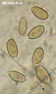 Agrocybe vervacti