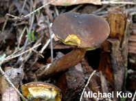 Boletellus chrysenteroides
