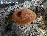 Boletellus chrysenteroides