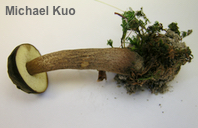 Boletellus chrysenteroides