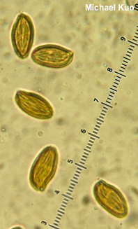Boletellus chrysenteroides