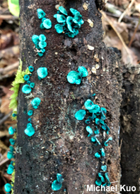 Chlorociboria aeruginascens