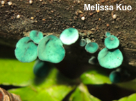 Chlorociboria aeruginascens