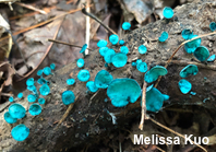 Chlorociboria aeruginascens