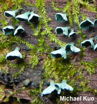Chlorociboria aeruginascens