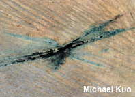 Chlorociboria aeruginascens