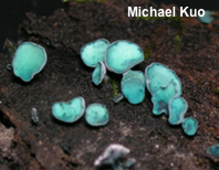 Chlorociboria aeruginascens