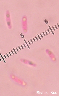 Chlorociboria aeruginascens