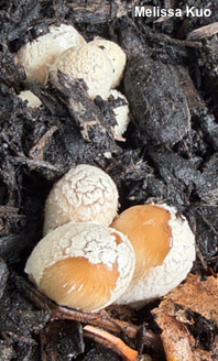 Coprinellus flocculosus
