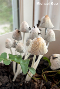 Coprinellus flocculosus