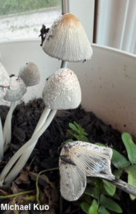 Coprinellus flocculosus