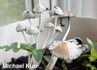 Coprinellus flocculosus