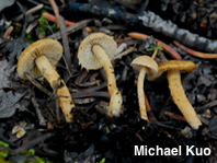 Flammulaster carpophilus