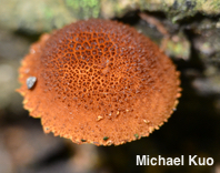 Flammulaster erinaceellus