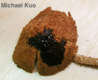 Flammulaster erinaceellus