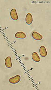 Flammulaster erinaceellus