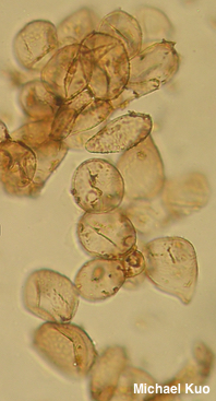 Flammulaster erinaceellus