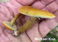 Gyroporus borealis