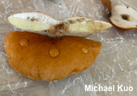 Gyroporus borealis