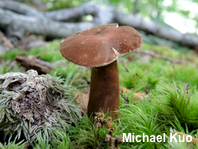 Gyroporus castaneus