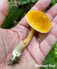Gyroporus castaneus