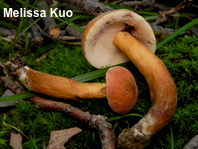 Gyroporus castaneus