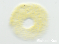 Gyroporus castaneus