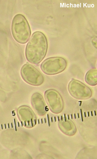 Gyroporus castaneus