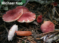 Gyroporus purpurinus