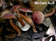 Gyroporus purpurinus