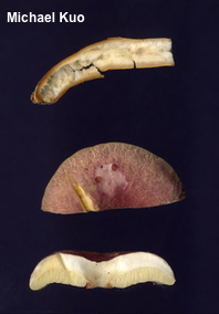 Gyroporus purpurinus