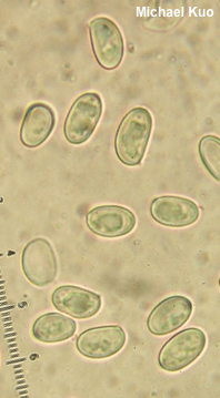 Gyroporus purpurinus
