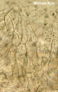 Gyroporus purpurinus