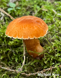 Gyroporus smithii