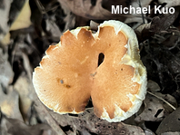 Gyroporus smithii