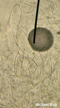 Gyroporus smithii