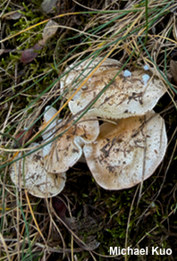 Hygrophorus roseobrunneus