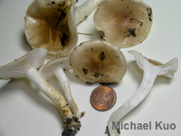 Hygrophorus roseobrunneus