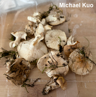 Hygrophorus roseobrunneus