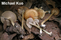 Inocybe communis