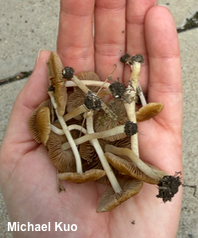Inocybe communis