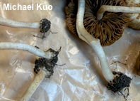 Inocybe communis